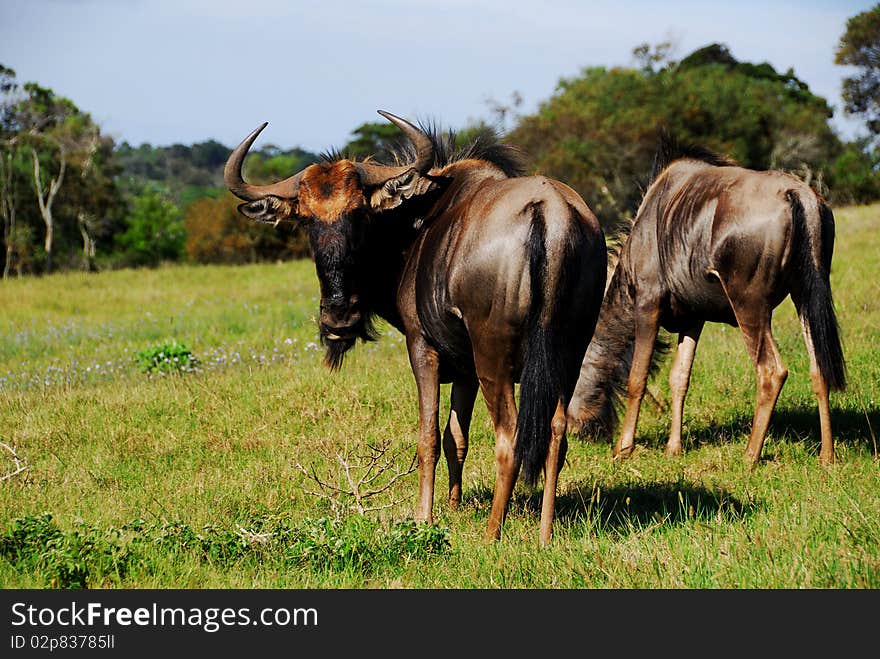 Grazing Wildebees