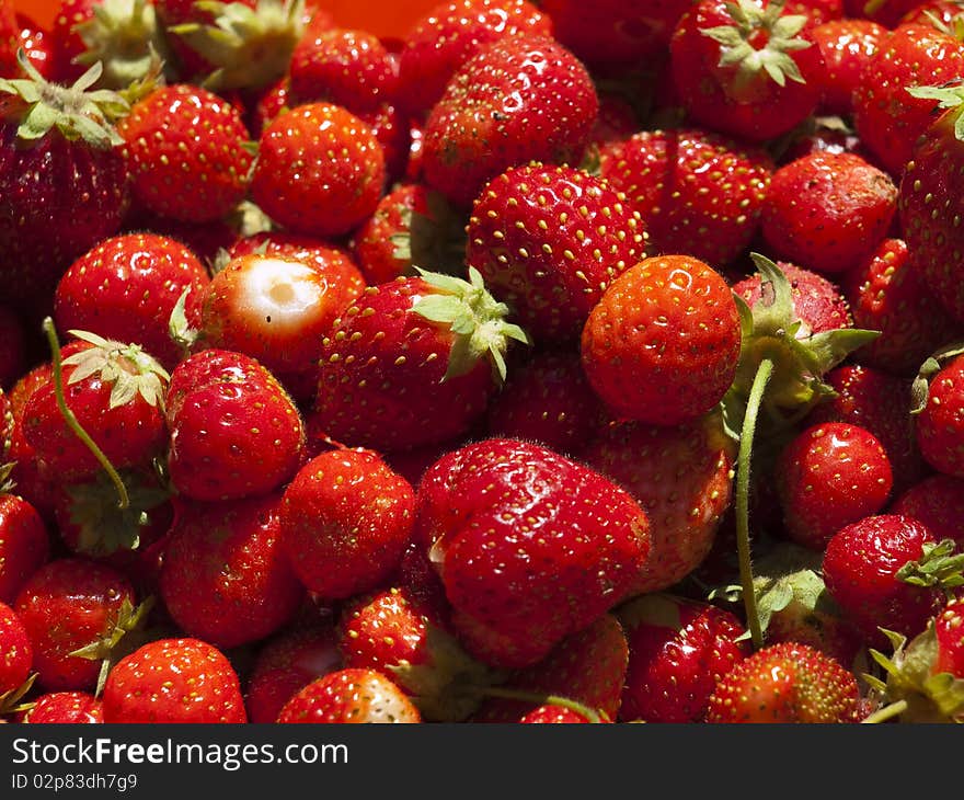 Just the ripe berries of a strawberry collected from a bed. Just the ripe berries of a strawberry collected from a bed.