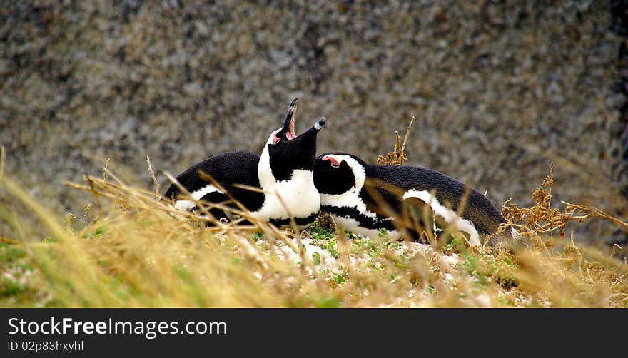 Penguins