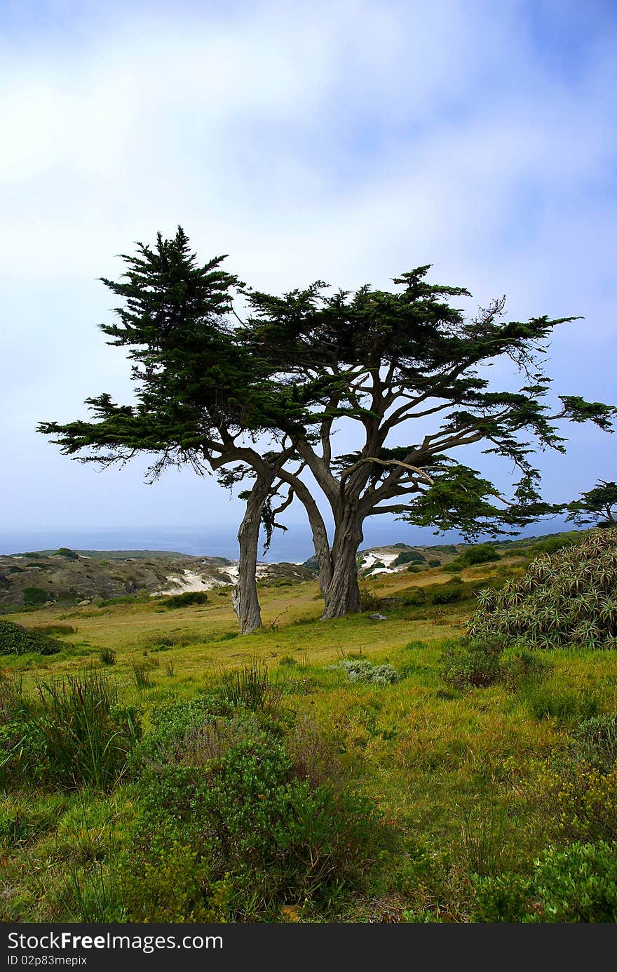 Tree at Cape Point