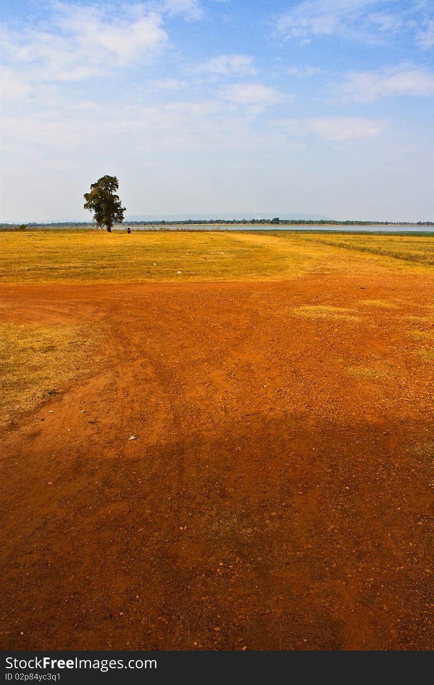 Trees on open space