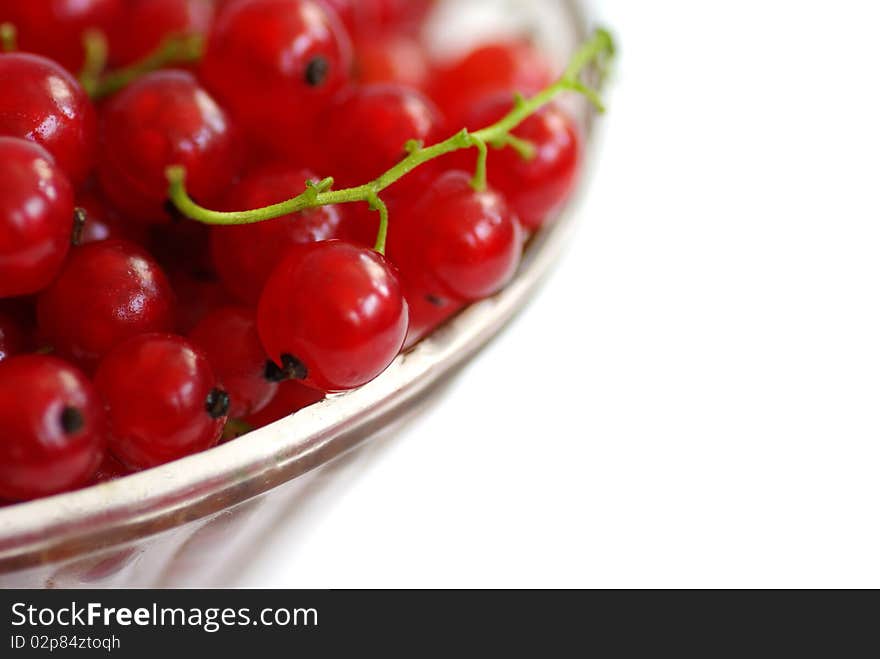 Red currant