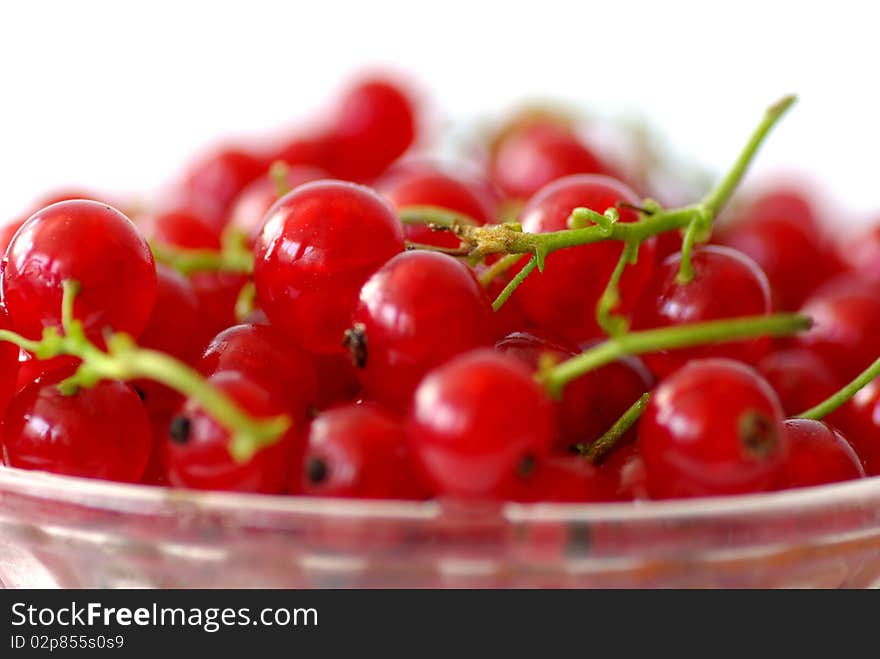 Red Currants