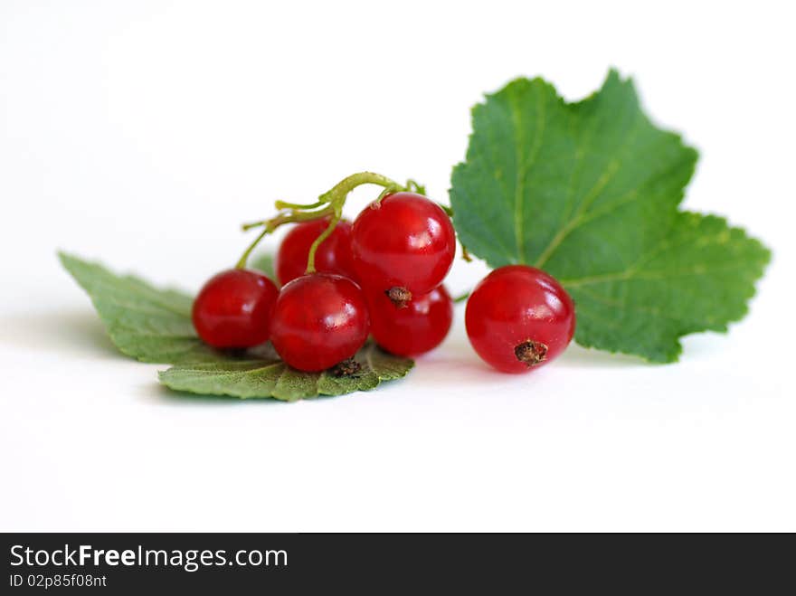 Red currants