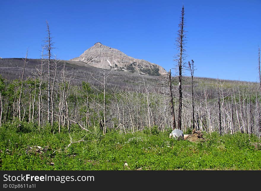 Triple divide peak in Glacier national park Montana