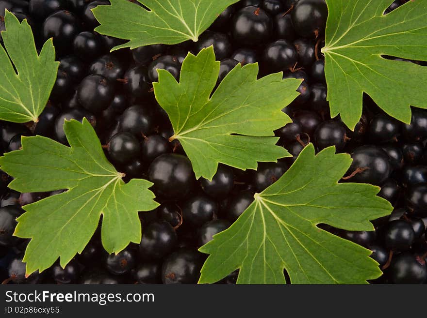 Black currant and leaves