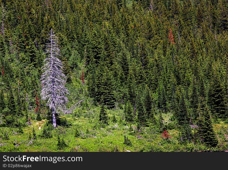 Lone dry tree