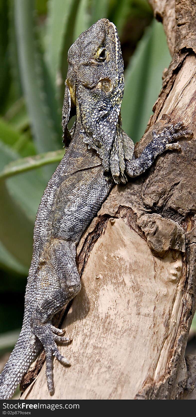 Frill-necked lizard. Latin name - Chlamydosaurus kingii. Frill-necked lizard. Latin name - Chlamydosaurus kingii