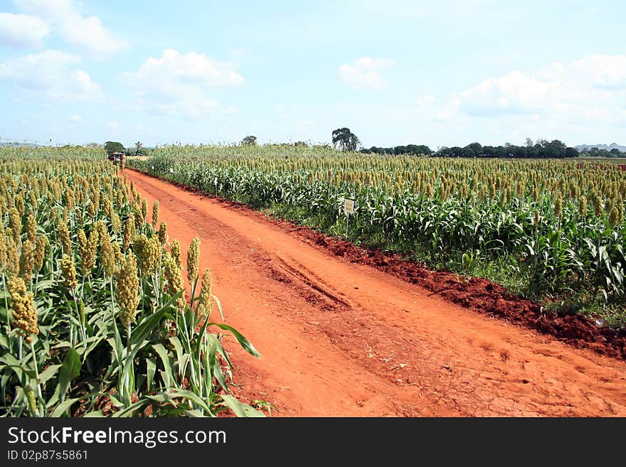 Farm path