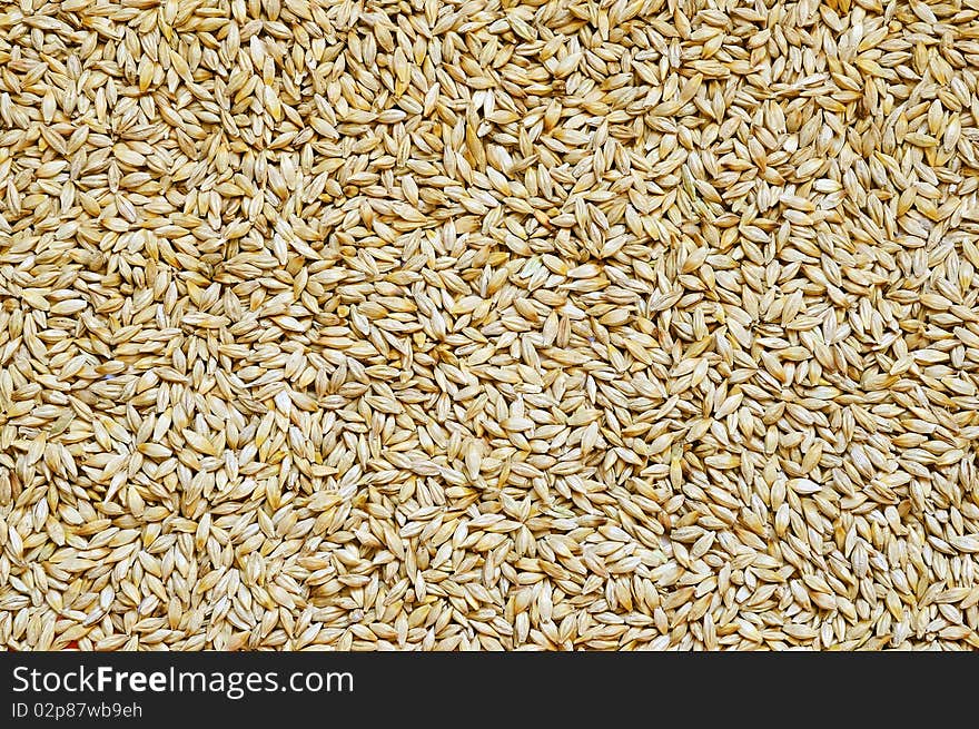 Background of small and ripe barley grains. Background of small and ripe barley grains