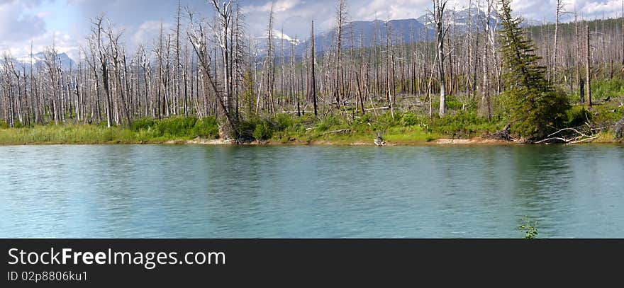 Panoramic view of river shore with burnt trees due to wild fire