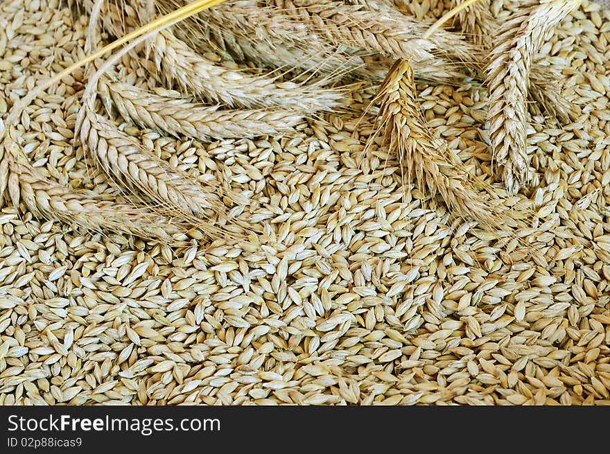 Ripe ears on the background barley grains. Ripe ears on the background barley grains