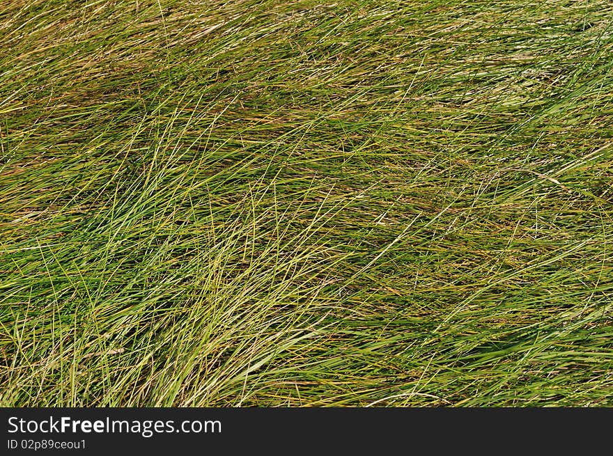 Close up of lying green grass background