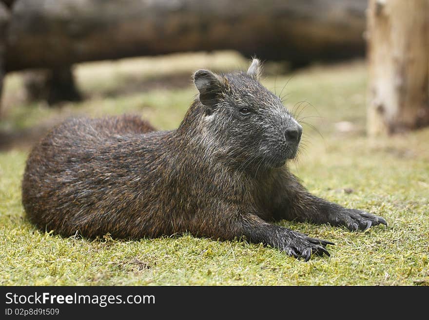 Cuban Hutia