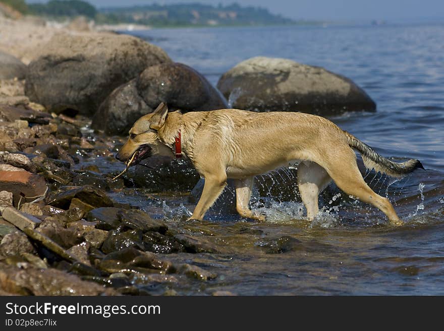 Red dog swim with stick