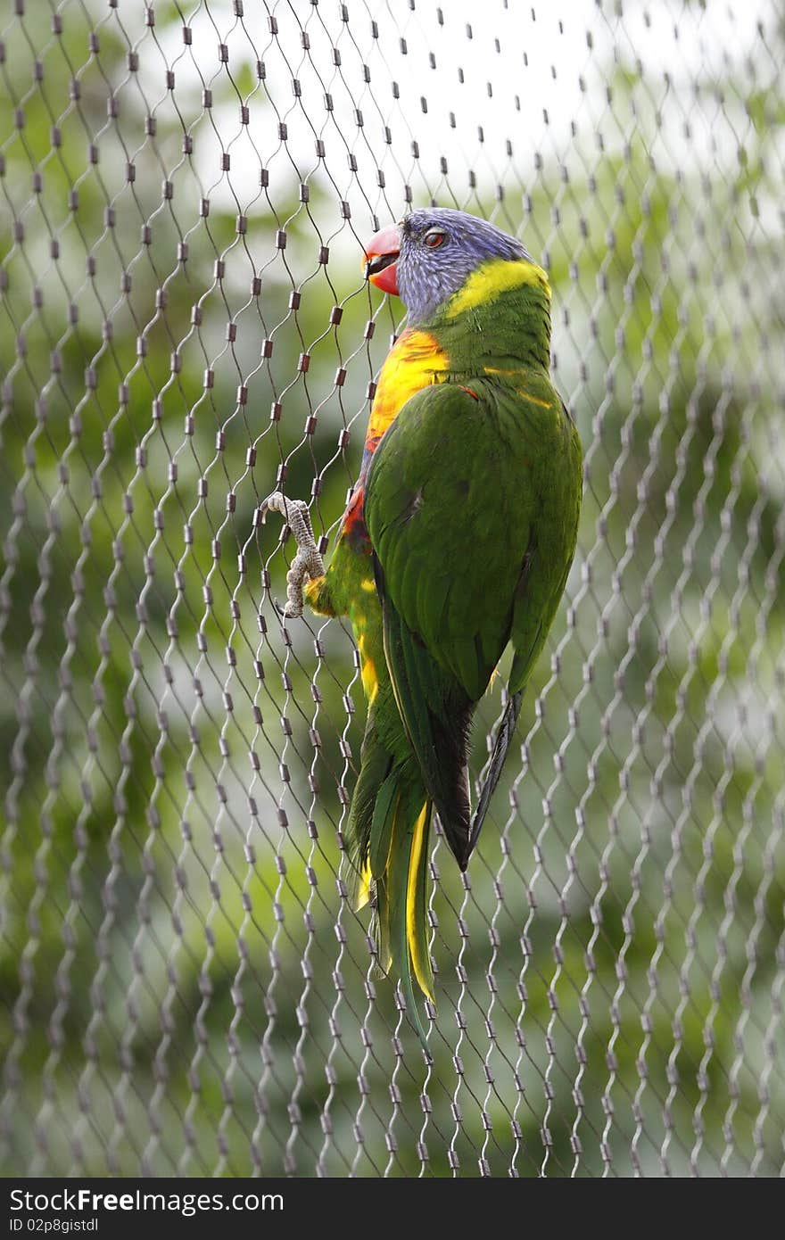 Rainbow Lorikeet holding on gauze