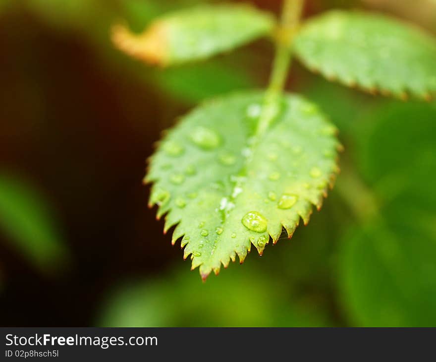 Green leaf with tiny droplets