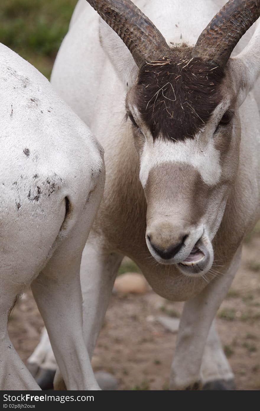 The Addax (Addax nasomaculatus), also known as the screwhorn antelope, is a critically endangered desert antelope that lives in several isolated regions in the Sahara desert. The Addax (Addax nasomaculatus), also known as the screwhorn antelope, is a critically endangered desert antelope that lives in several isolated regions in the Sahara desert.