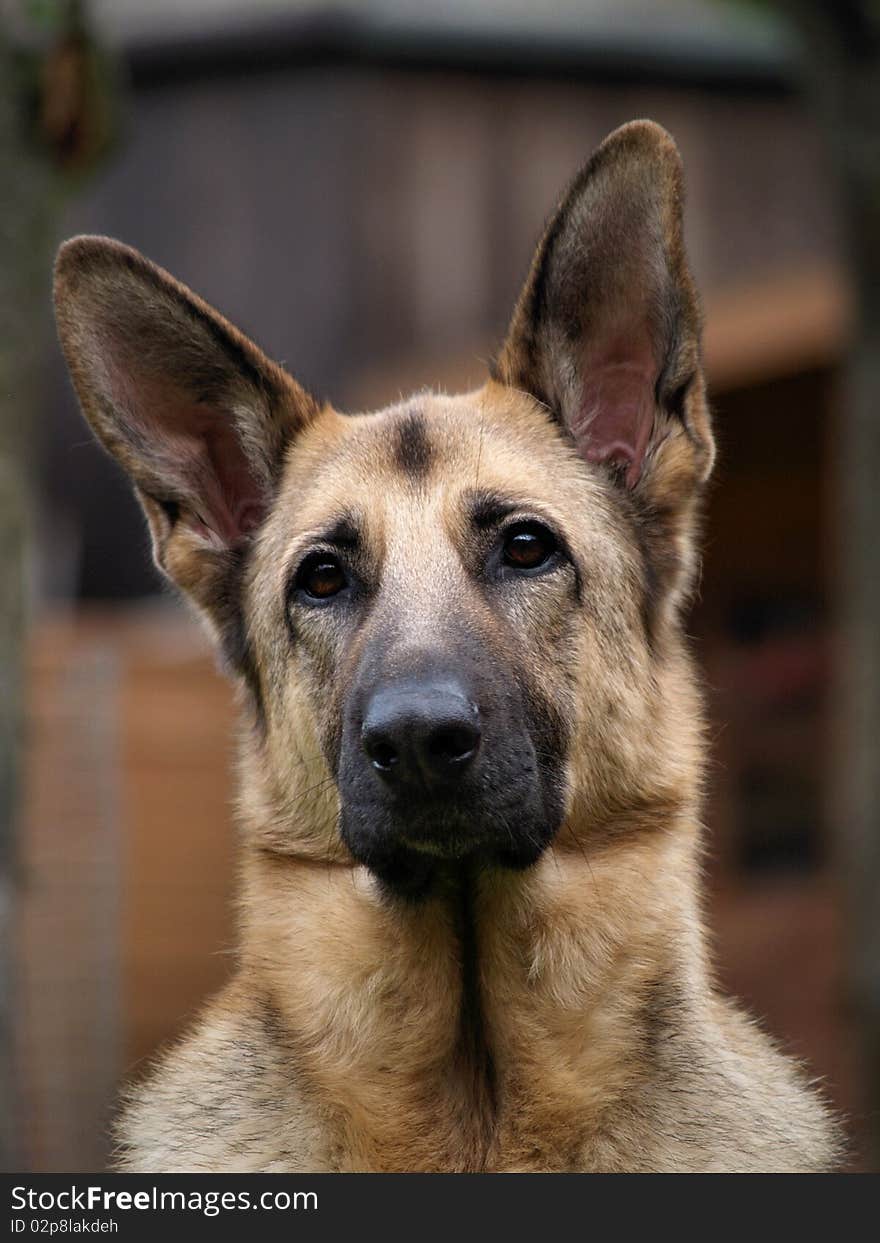 A young German Shepherd posing for the camera