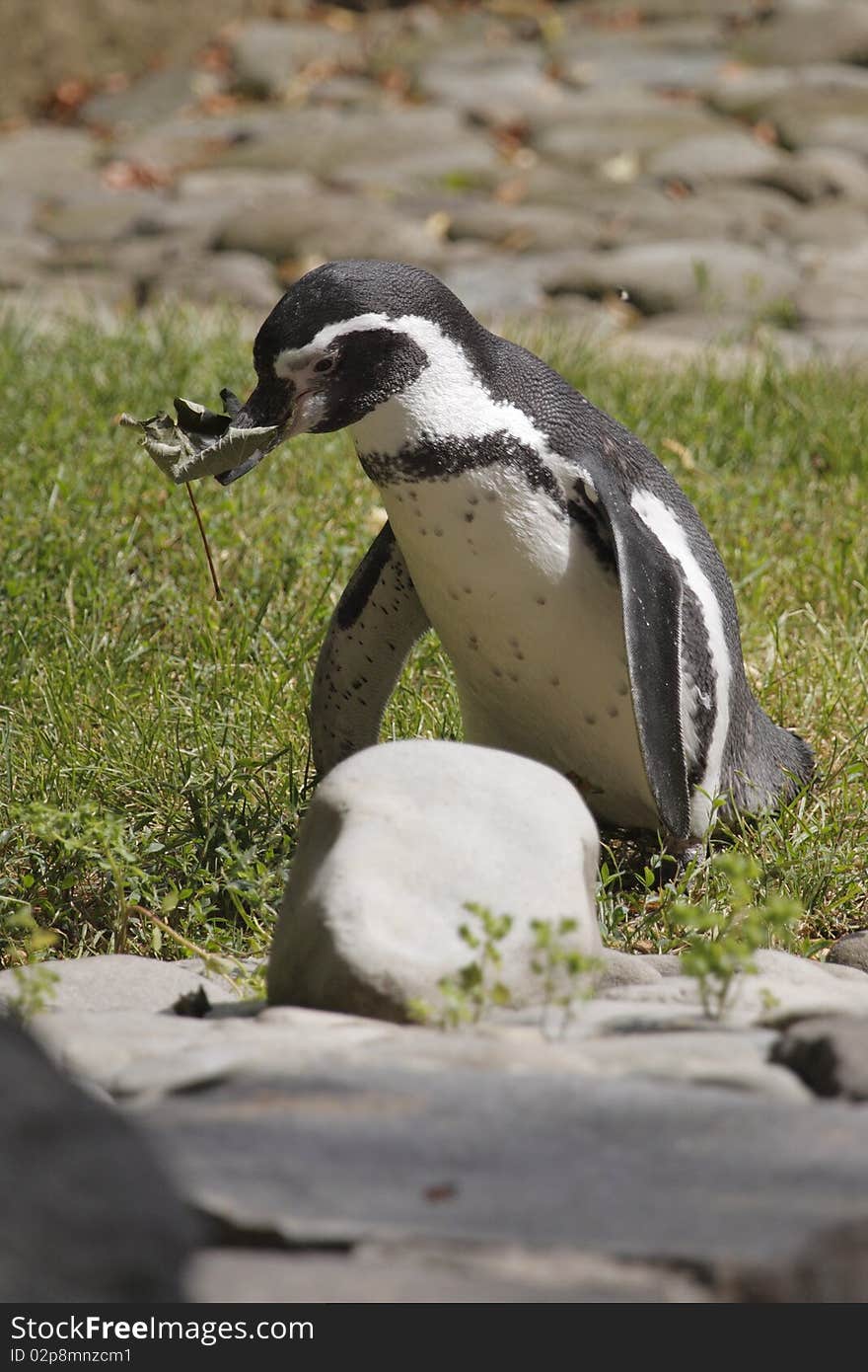 Humboldt Penguin