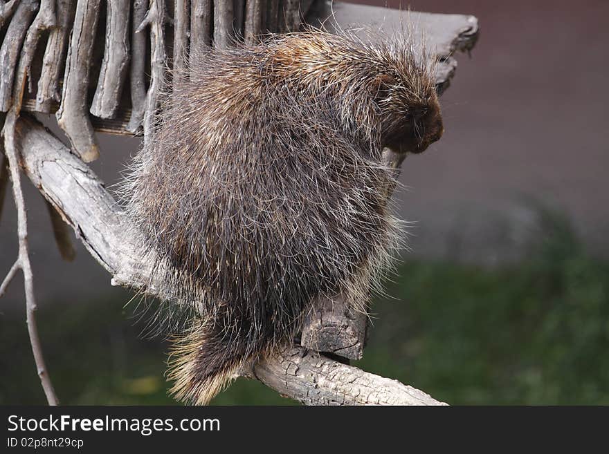 North american porcupine