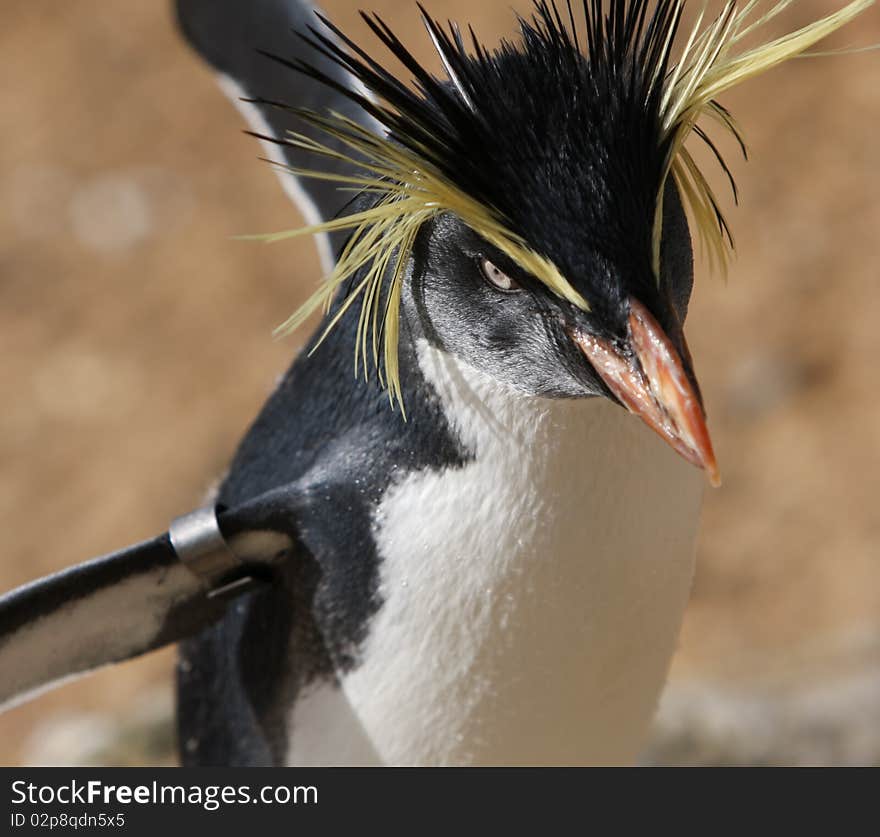 Rockhopper penguin