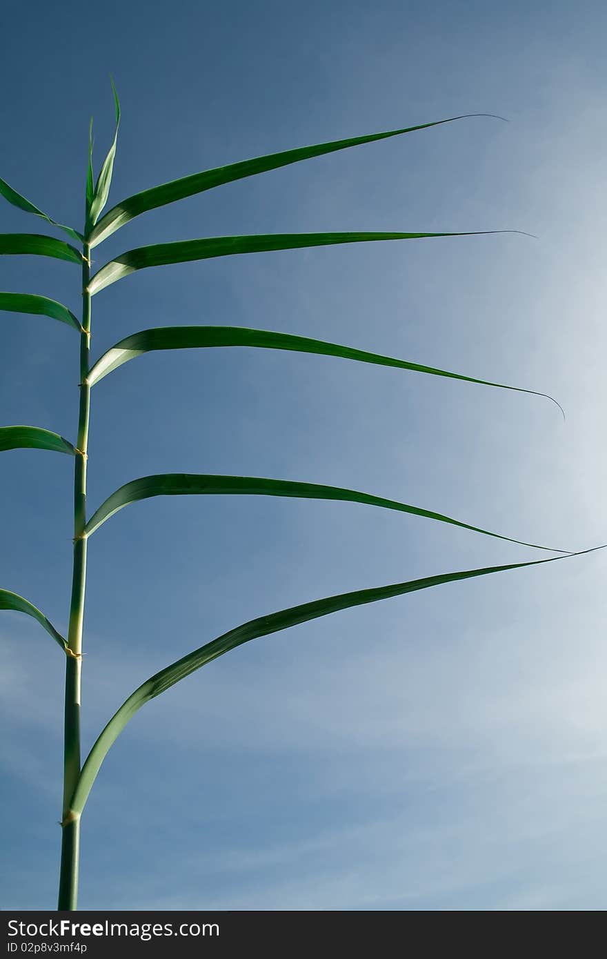 Top with green grass, blue sky