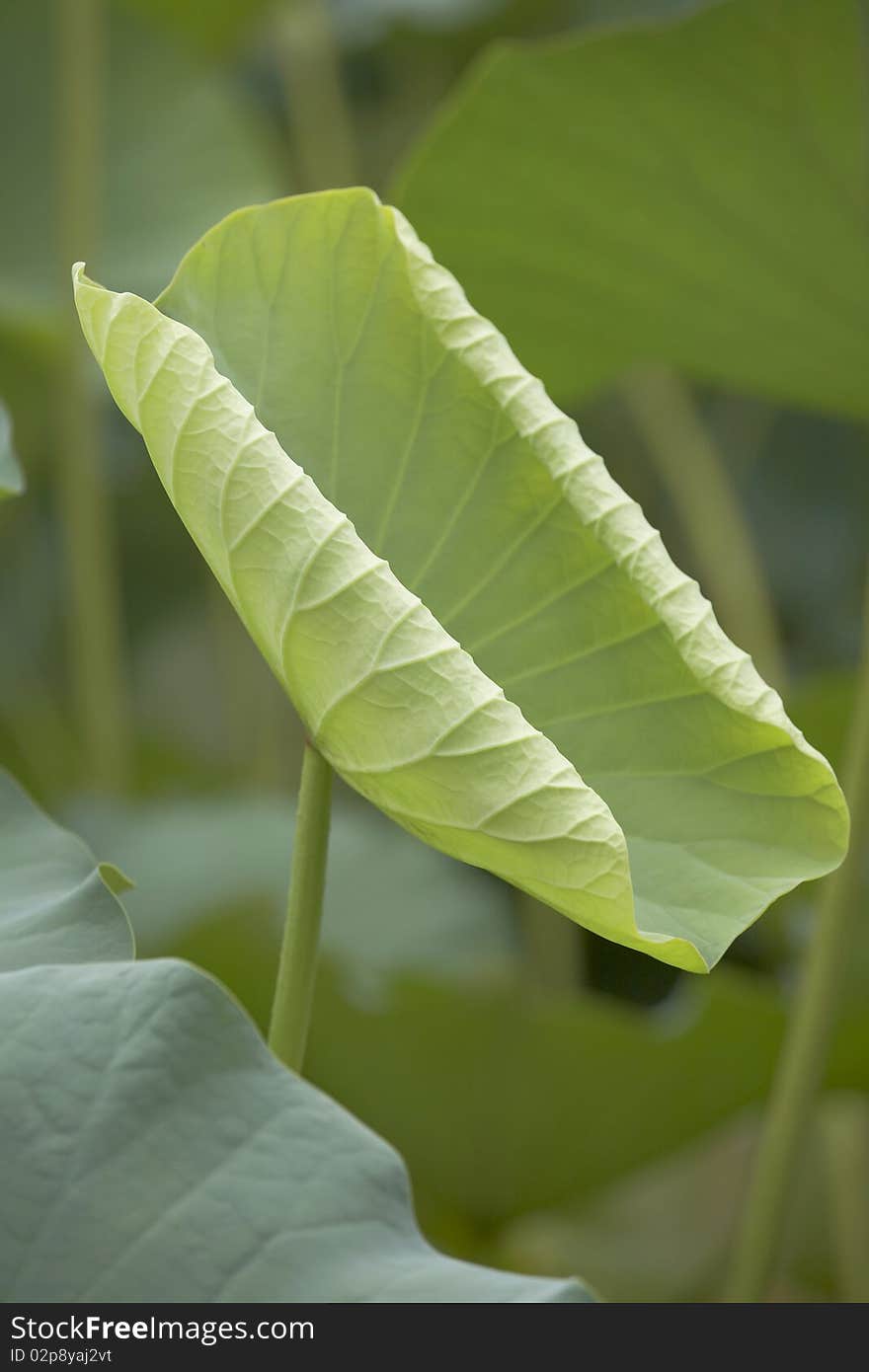 Green water lily leaves