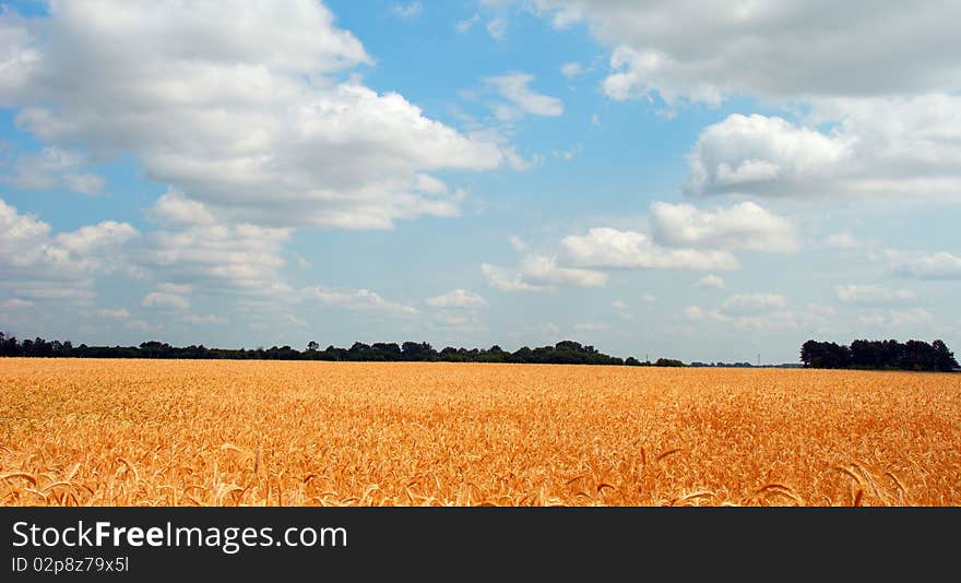 Wheat field on blue sky background with clouds