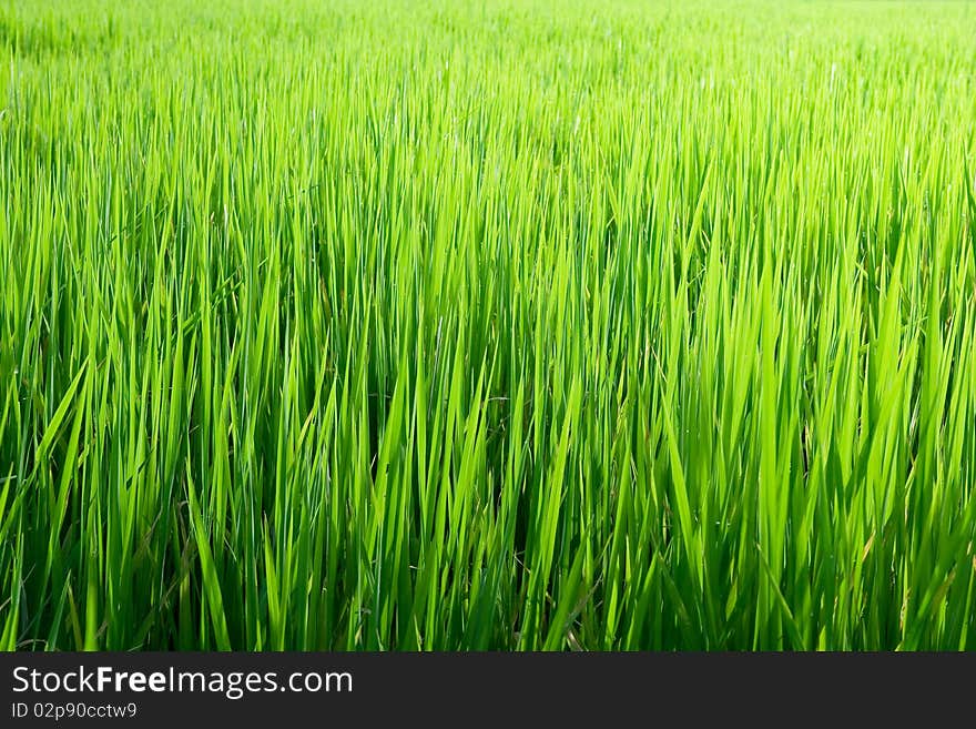 Rice Seedlings