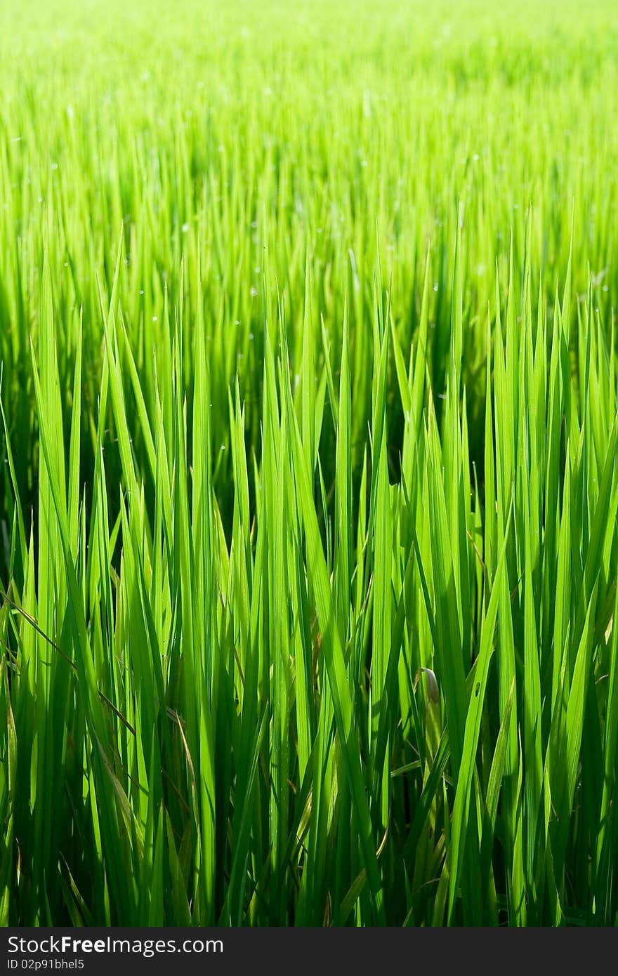 Rice seedling in the fields. Rice seedling in the fields