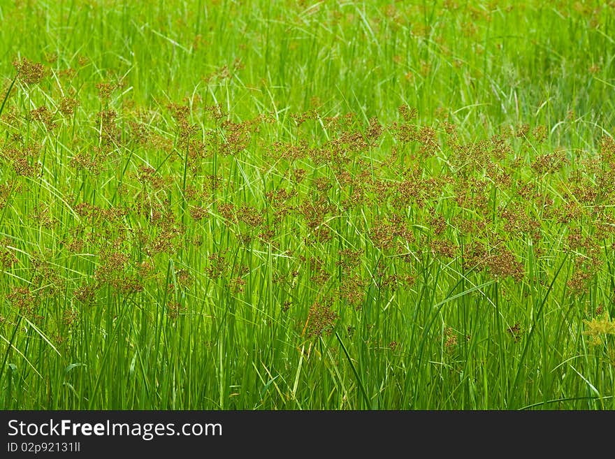 Plenty of grass fields