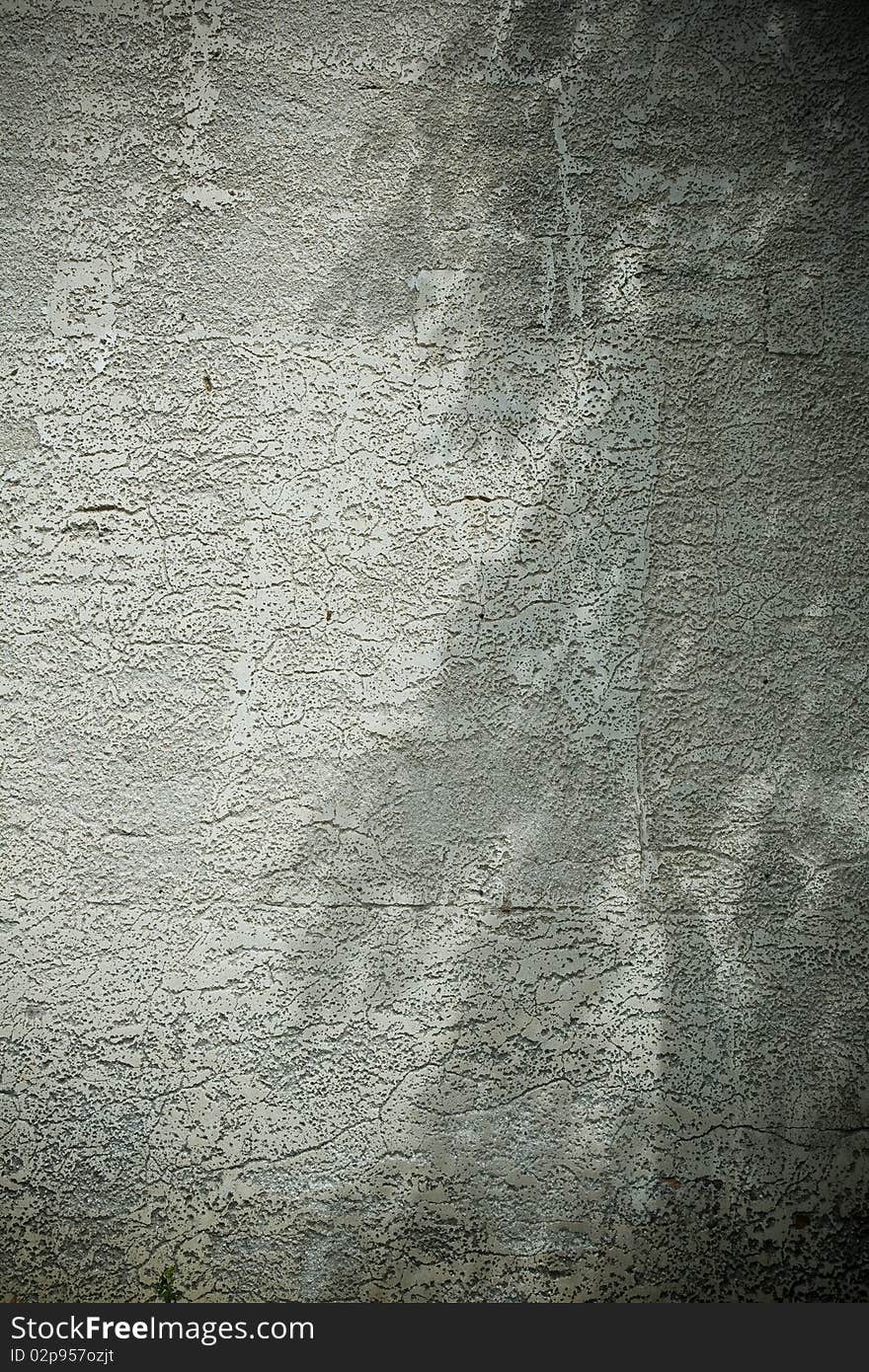 Old cement wall and shiny leaves