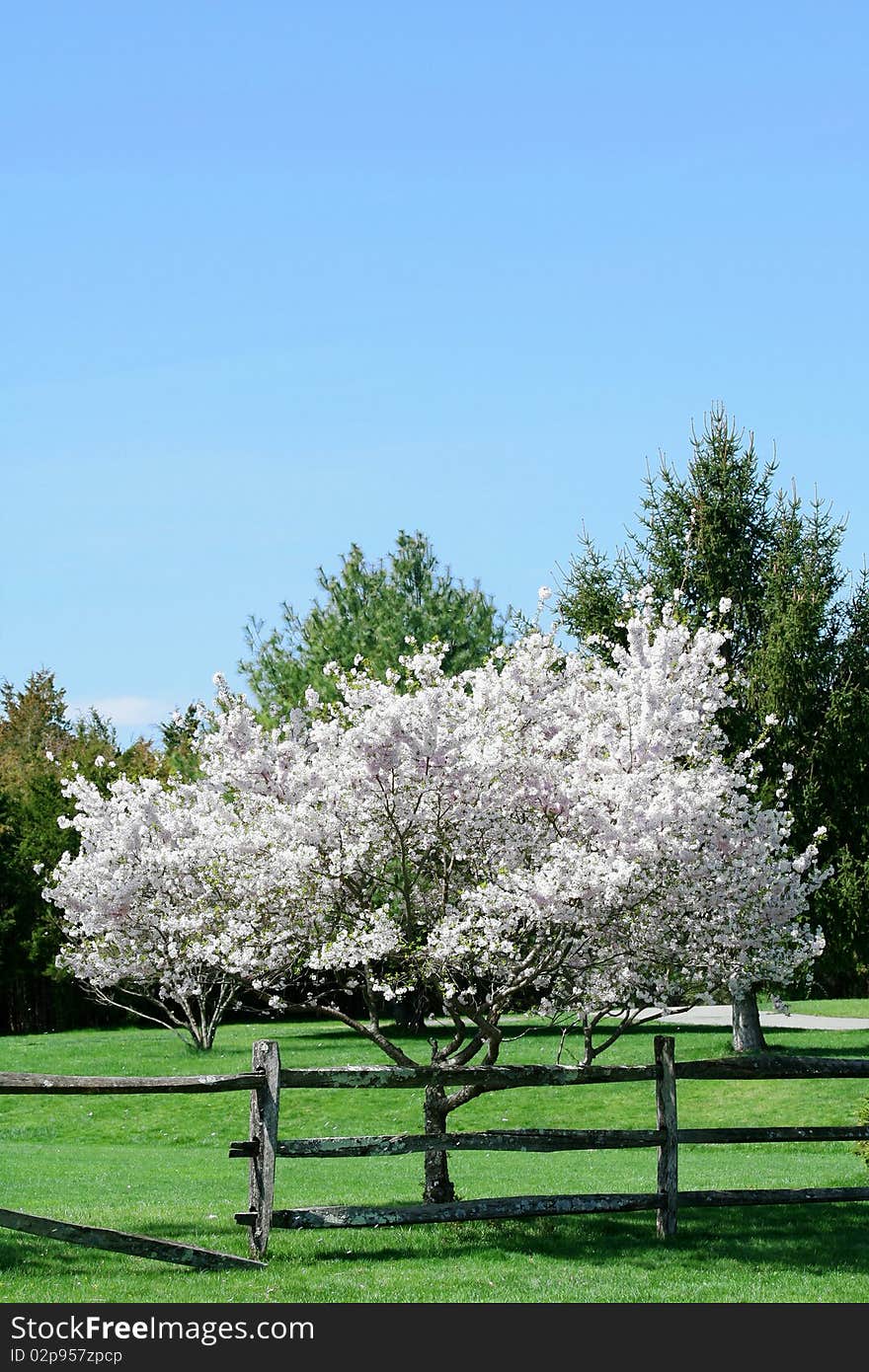 A flowering spring tree images