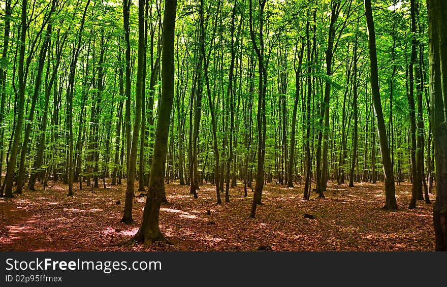 Beautiful green forest on sunrise