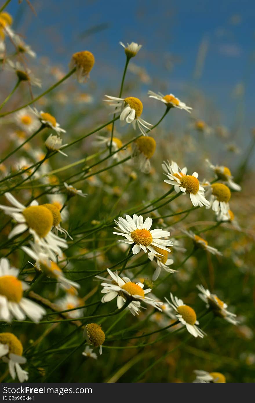 Daisy flowers at the edge of field closeup. Daisy flowers at the edge of field closeup