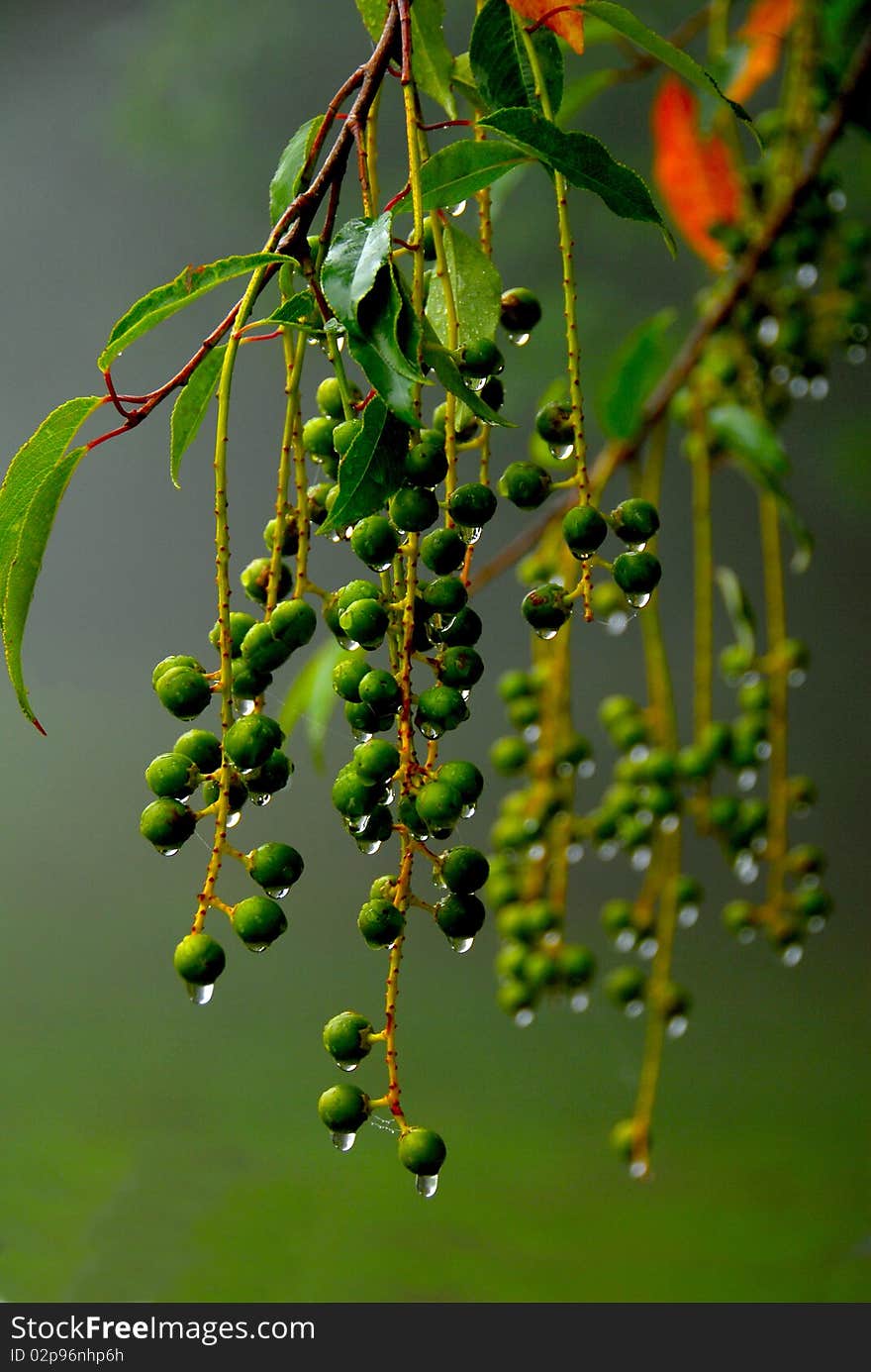 Green branch covered with morning dew with orange flowers in the background