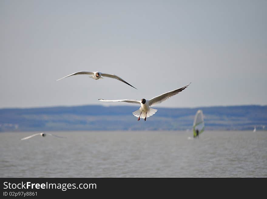 Seagull on the sky background