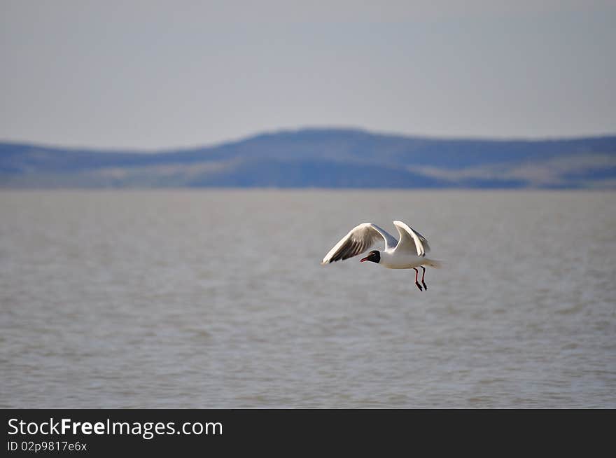 Seagull on the sky background