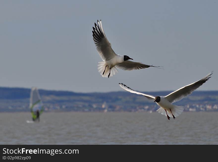 Seagull on the sky background