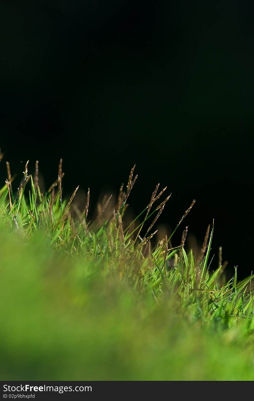 Small grass field