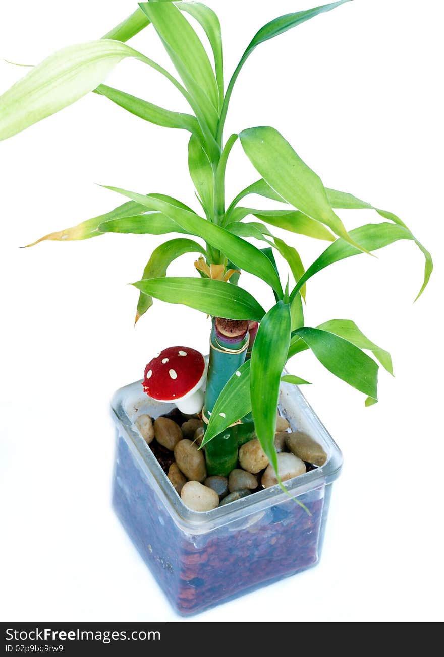 Small plant in a decorative container