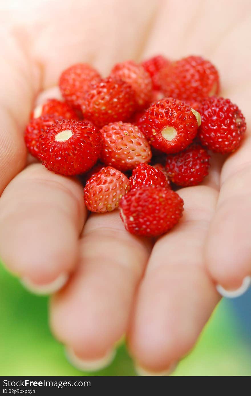 Closeup view of a hand giving riped wild strawberries