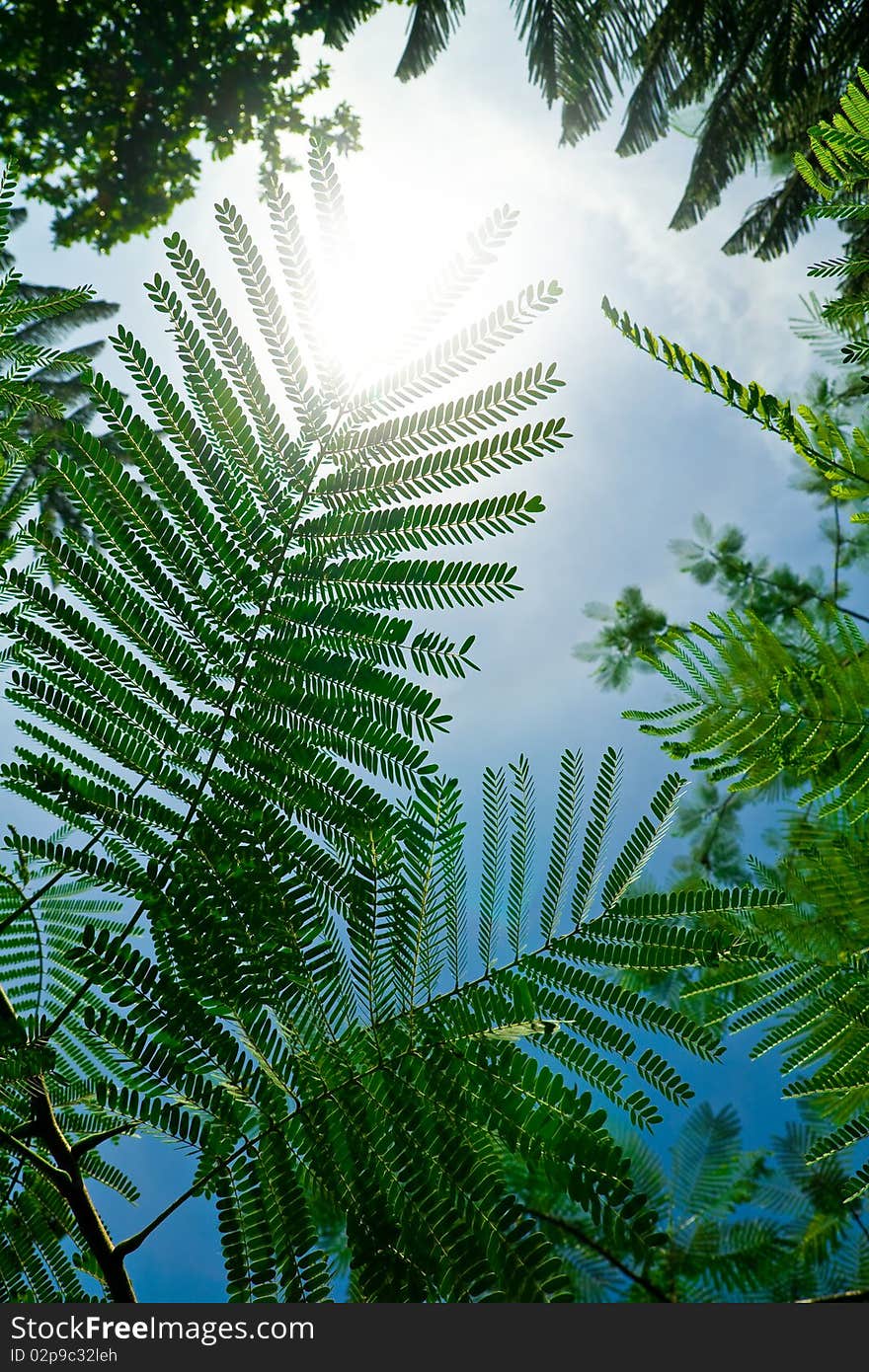 Green leaves little sun back