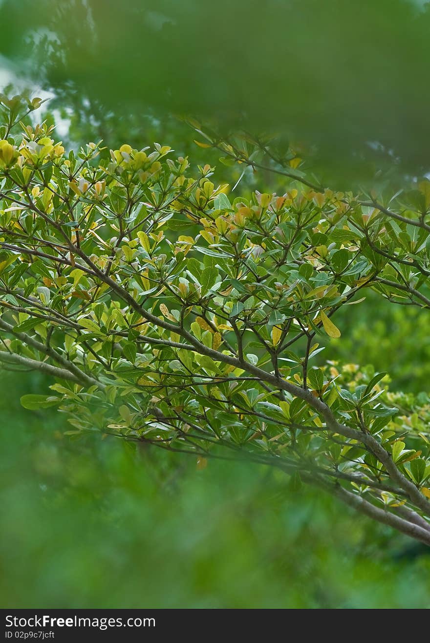 Leaves Variety