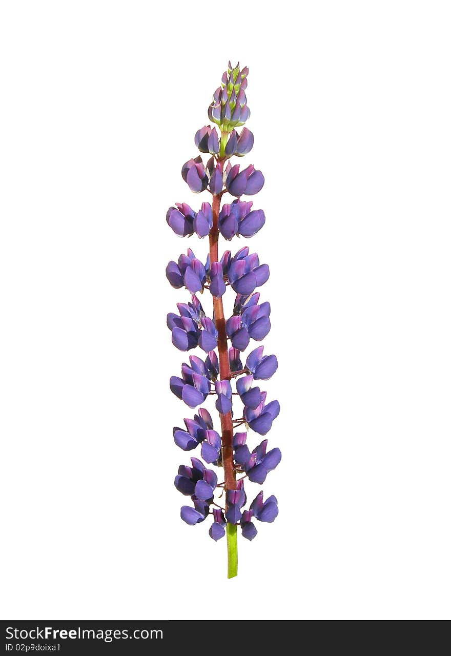 Lupin flower is shown in the picture. Lupin flower is shown in the picture.