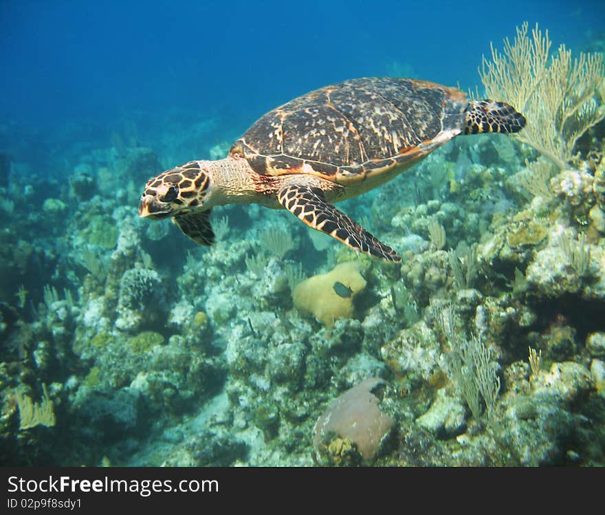 A large curious Hawksbill turtle swimming close by. A large curious Hawksbill turtle swimming close by