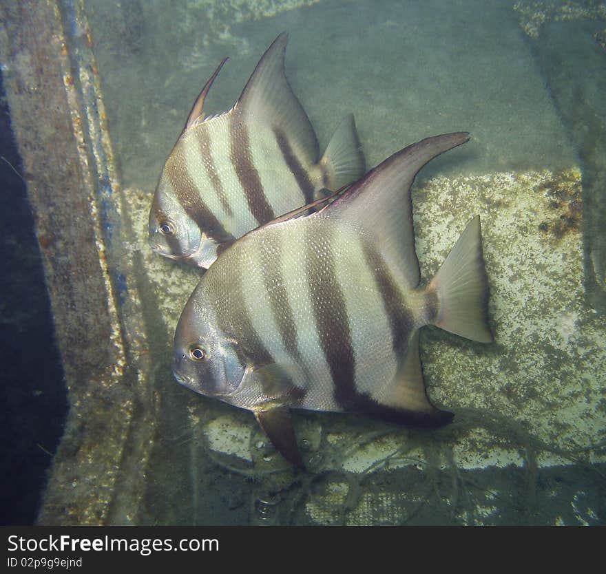 A pair of Atlantic Spadefish inhabiting a sunken boat