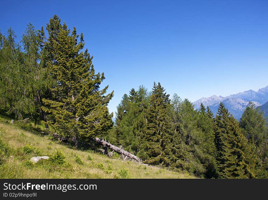 Trees In The Mountains