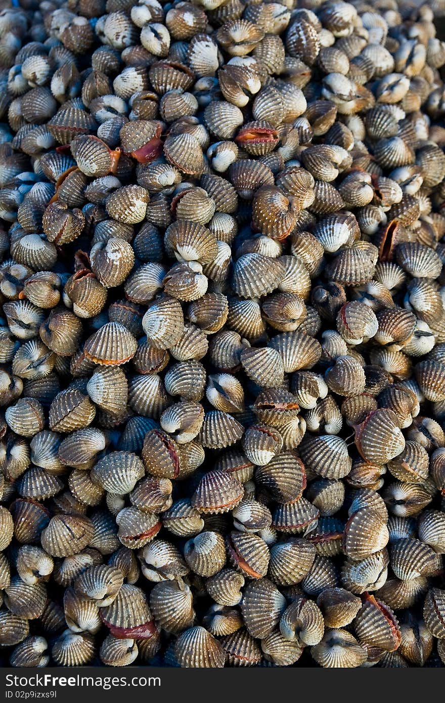 Fresh scallop is sea food